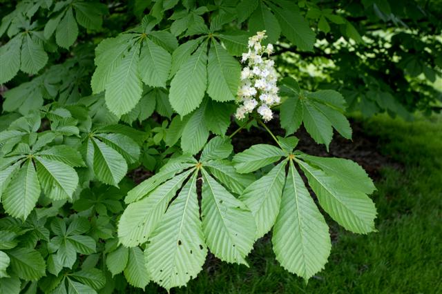 Picture of Aesculus hippocastanum  Common Horsechestnut