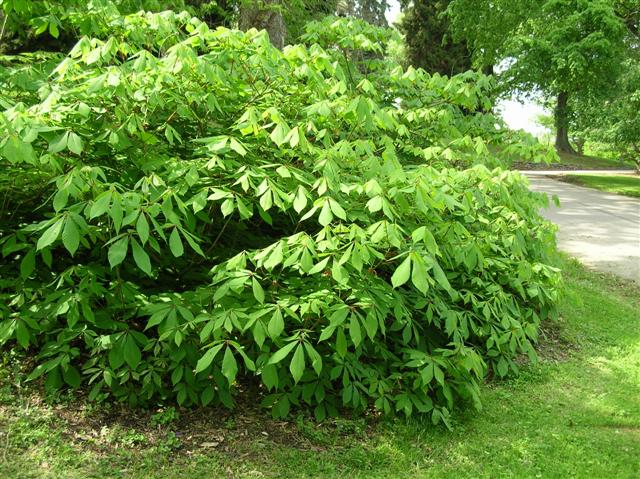 Picture of Aesculus parviflora  Bottlebrush Buckeye