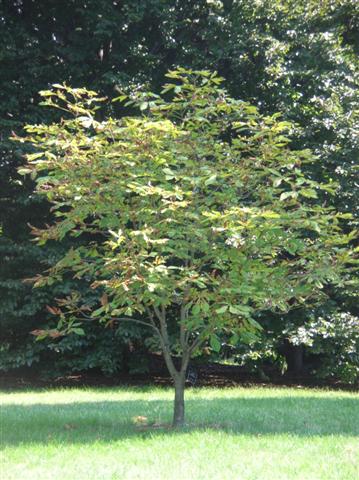 Picture of Aesculus turbinata  Japanese Horsechestnut