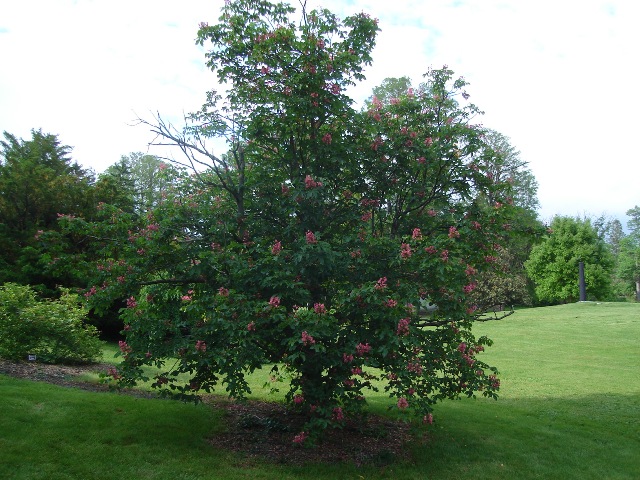 Picture of Aesculus x carnea 'Briotii' Briotii Red Horsechestnut