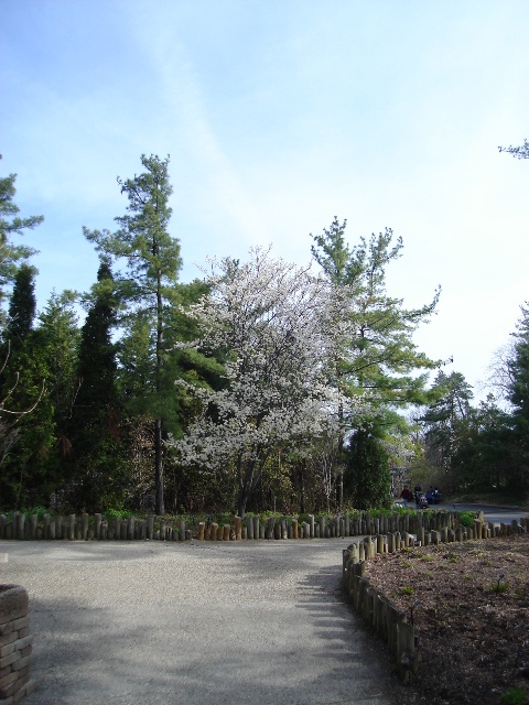 Picture of Amelanchier laevis 'Cumulus' Cumulus Serviceberry