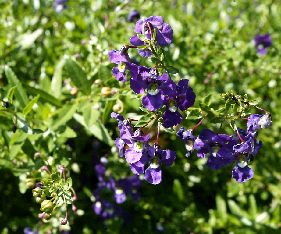 Picture of Angelonia augustifolia 'Angelface� Blue' Angelface� Blue Summer Snapdragon