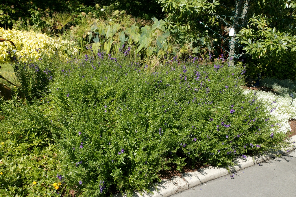 Picture of Angelonia augustifolia 'Angelface� Blue' Angelface� Blue Summer Snapdragon
