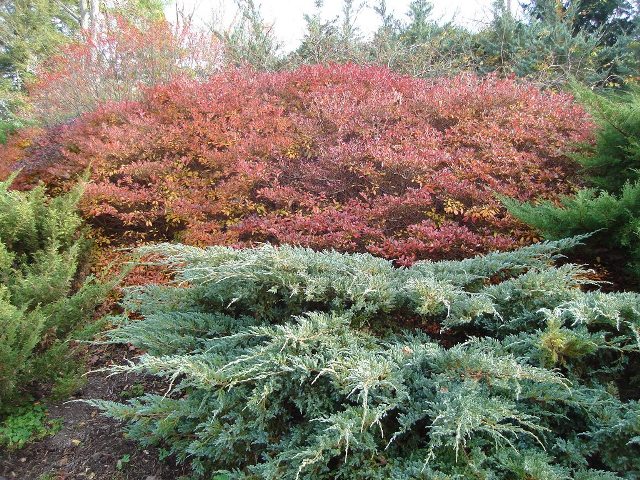 Picture of Rhododendron Gable Hybrids 'Karen' Gable Hybrid Azaleas