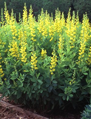 Picture of Baptisia sphaerocarpa Yellow Wild Indigo
