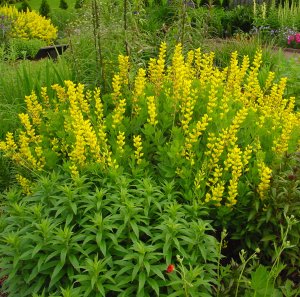 Picture of Baptisia sphaerocarpa Yellow Wild Indigo