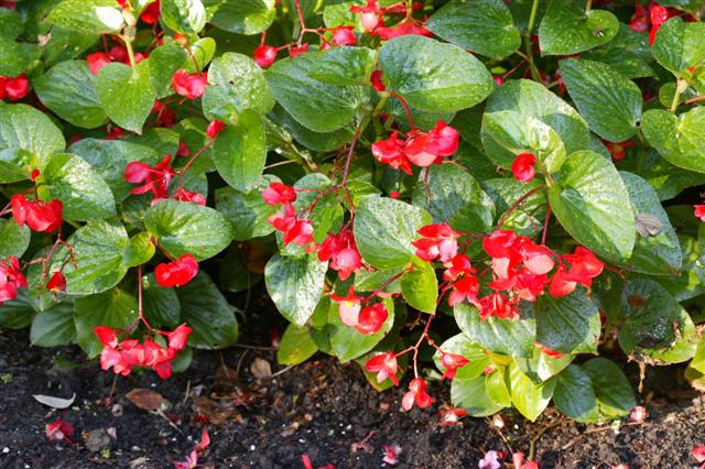 Picture of Begonia benariensis Whopper Red with Green Leaf 