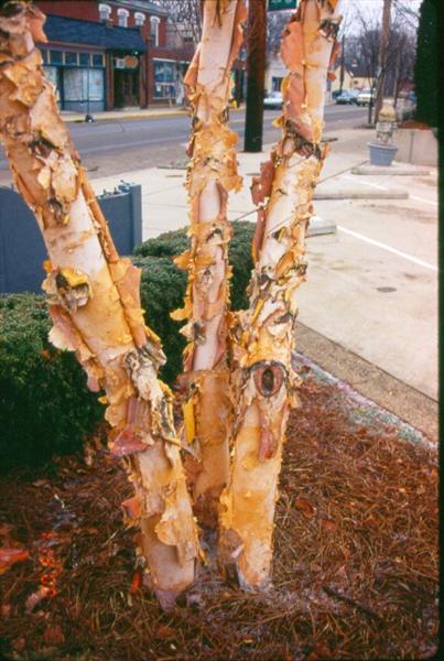 Picture of Betula nigra 'Cully' Heritage� Heritage River Birch