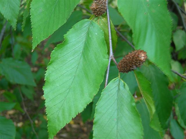 Picture of Betula lenta  Sweet Birch