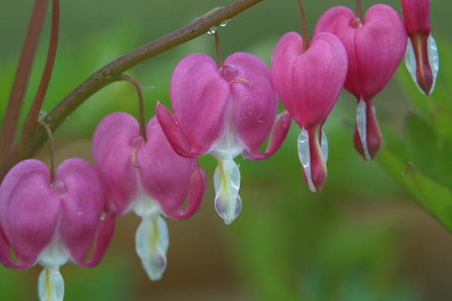 Picture of Dicentra spectabilis Old Fashion Bleeding Heart
