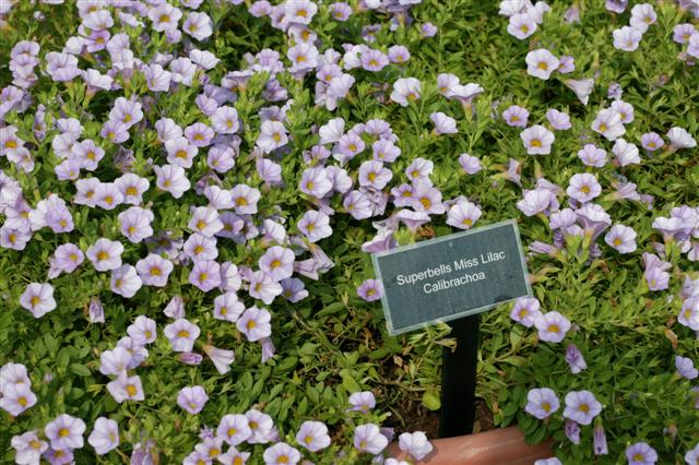 Picture of Calibrachoa  Superbells� Miss Lilac Superbells� Miss Lilac Calibrachoa