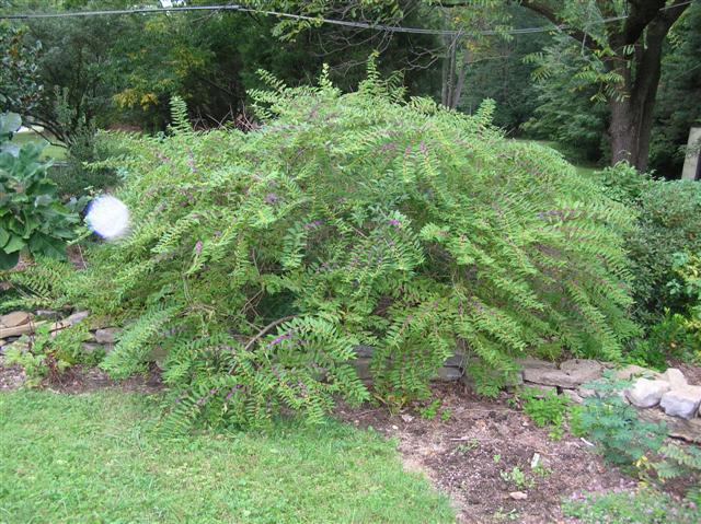 Picture of Callicarpa dichotoma  Purple Beautyberry