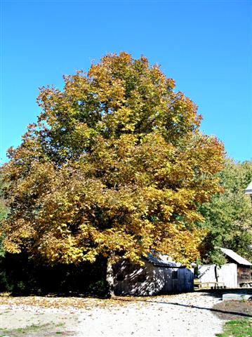 Picture of Carya ovata  Shagbark Hickory