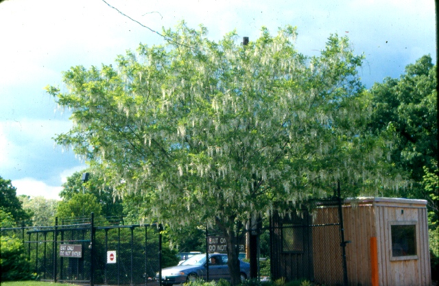 Picture of Cladrastis kentukea Yellowwood