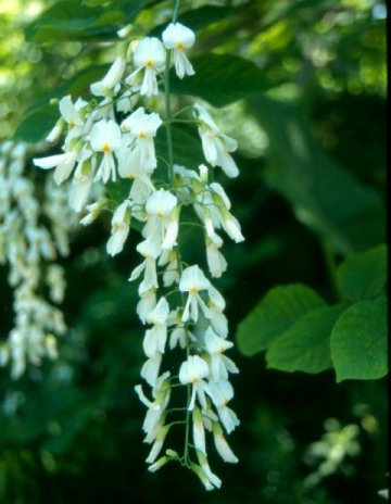 Picture of Cladrastis kentukea Yellowwood