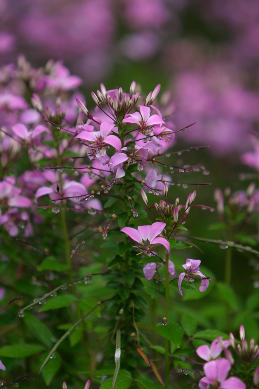Picture of Cleome  'Senorita Rosalita�' Senorita Rosalita� Spider Flower