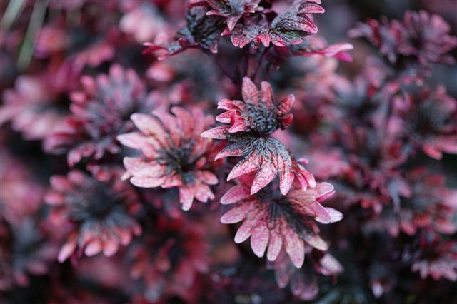 Picture of Solenostemon  Gnash Rambler 