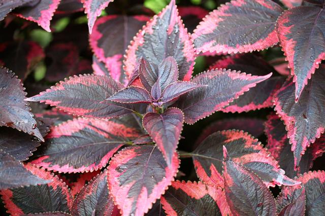 Picture of Solenostemon  Religous Radish 