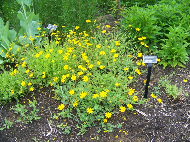 Coreopsis pubescens coreopsispubescenssunshinesuperman.JPG