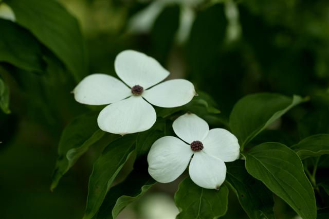 Picture of Cornus x rutgersiensis 'Aurora'� Aurora Dogwood