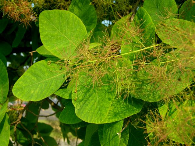 Picture of Cotinus obovatus  American Smoketree