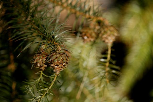 Picture of Cunninghamia lanceolata  Chinafir