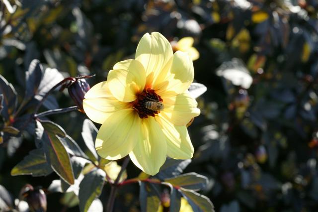 Picture of Dahlia  Mystic Illusion 