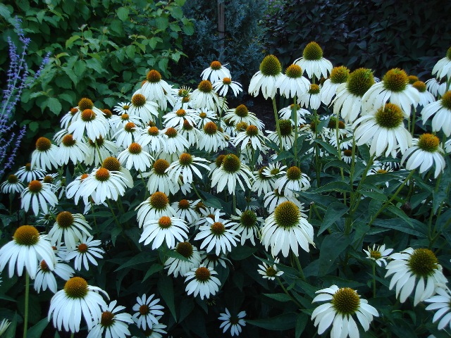 Picture of Echinacea purpurea 'White Swan' White Swan Coneflower