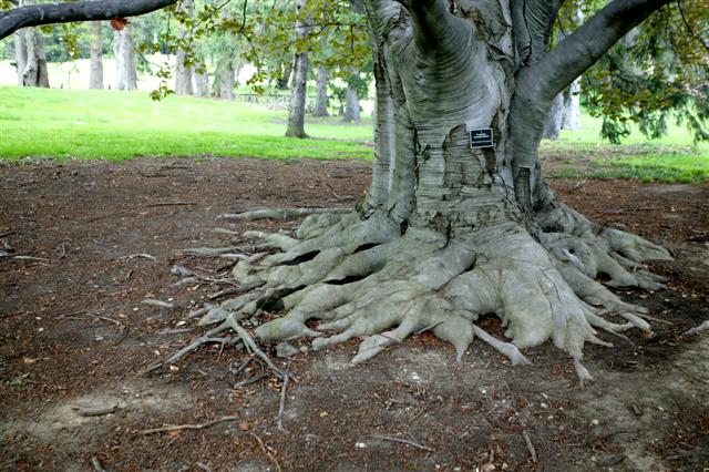 Picture of Fagus sylvatica 'Klein Copper' Klein Copper European Beech