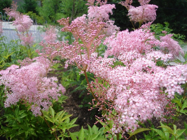 Filipendula rubra filipendulaven1.JPG