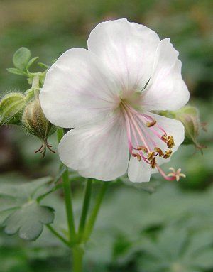 Picture of Geranium x cantabrigiense 'Biokova' Biokovo Geranium