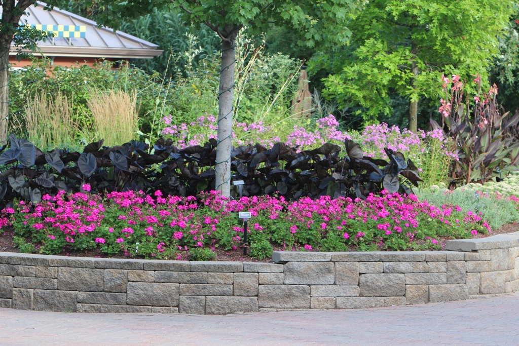 Picture of Pelargonium  'Calliope� Lavender Rose' Calliope� Lavender Rose Geranium