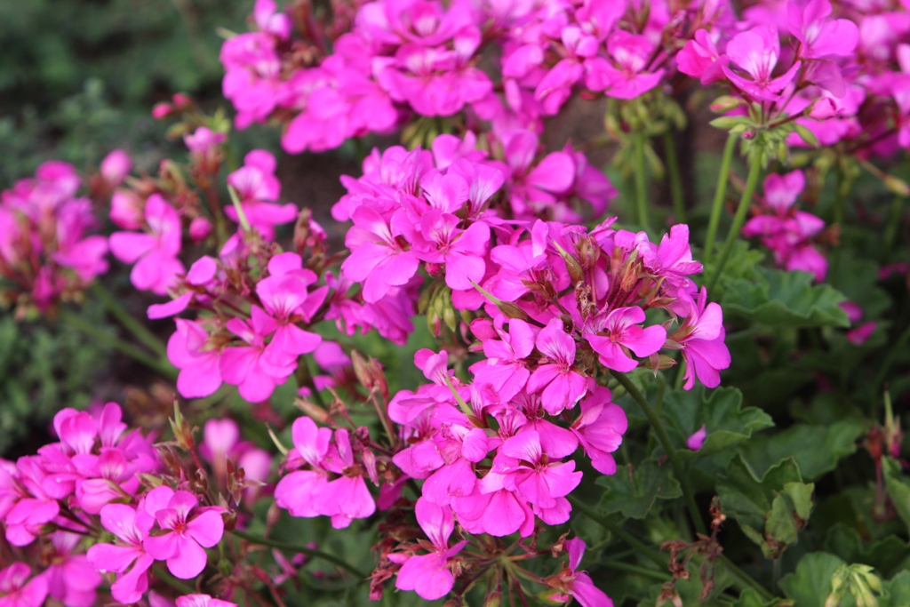 Picture of Pelargonium  'Calliope� Lavender Rose' Calliope� Lavender Rose Geranium