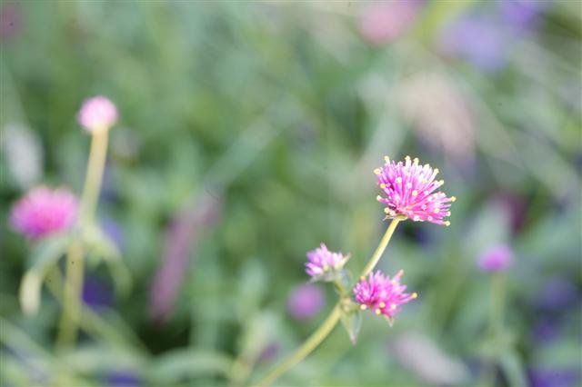 Picture of Gomphrena globosa 'Fireworks' Fireworks Globe Amaranth
