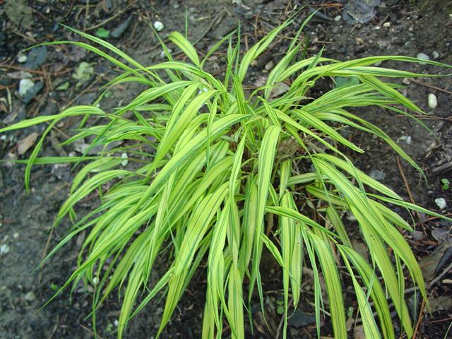 Picture of Hakonechloa macra 'Aureola' Golden Hakonechloa