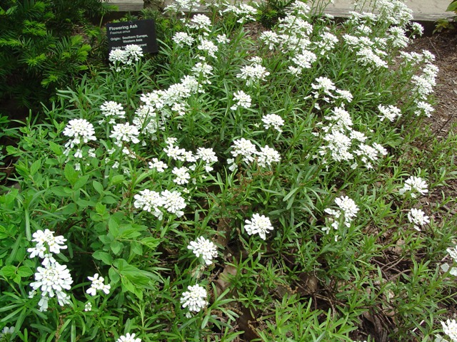 Picture of Iberis sempervirens  Evergreen Candytuft