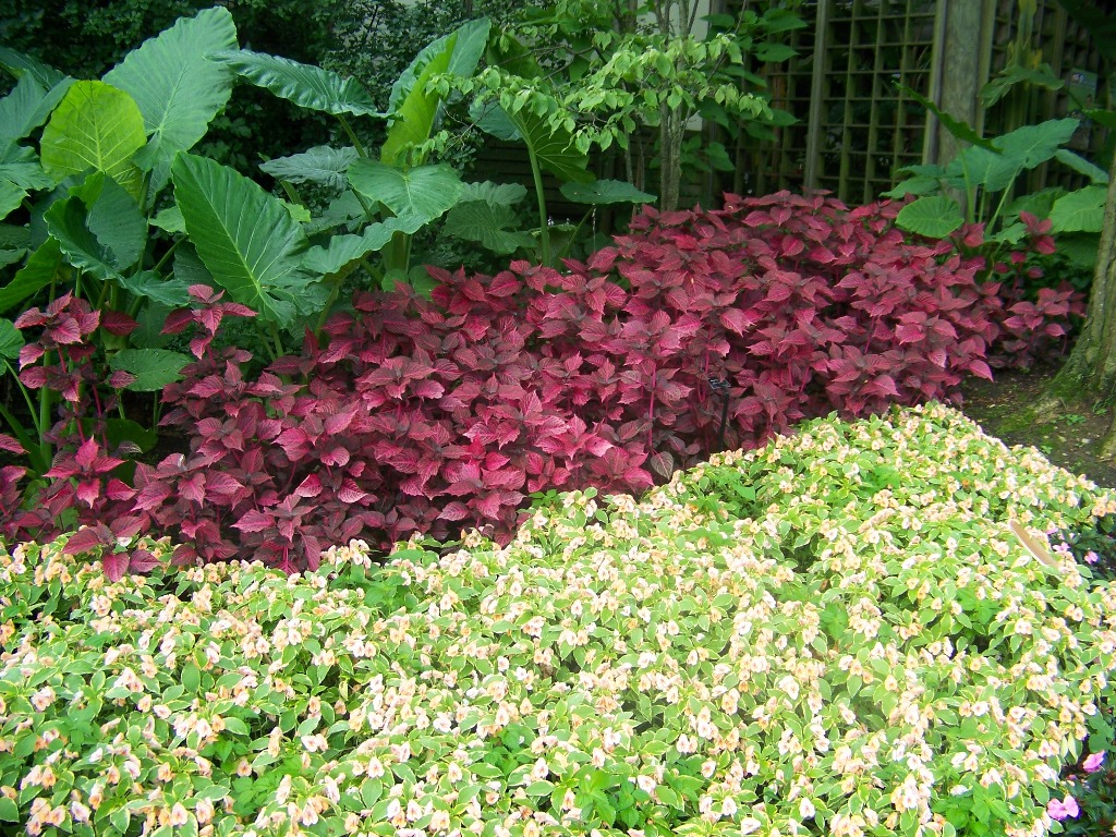 Picture of Iresine hybrid 'Blazin' Rose' Blazin' Rose Iresine