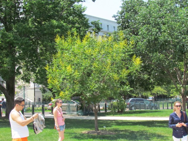 Koelreuteria paniculata koelreuteriaPaniculataInBloomCapitolHillPlantLegacy.JPG