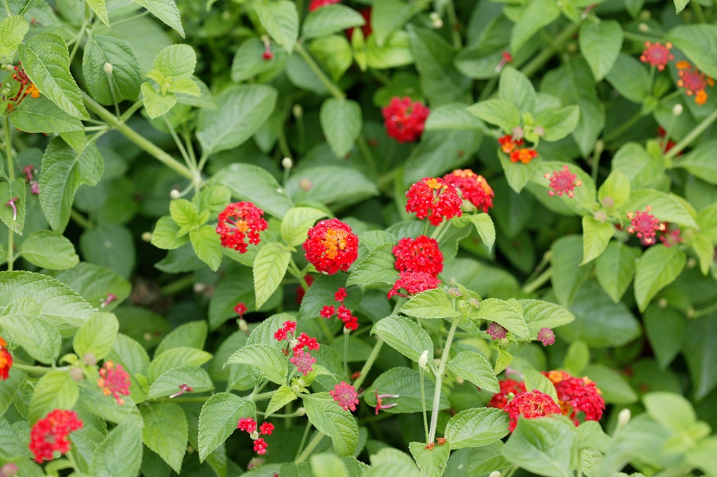 Picture of Lantana  camara 'Luscious� Citrus Blend�' Luscious� Citrus Blend� Lantana
