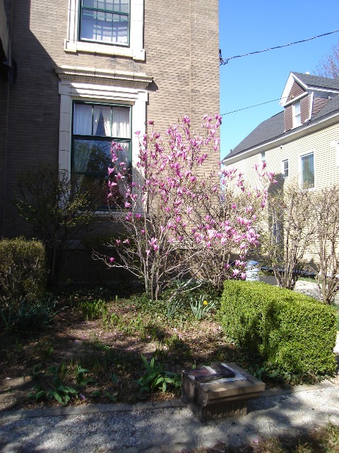 Picture of Magnolia x 'Ann' Ann Magnolia