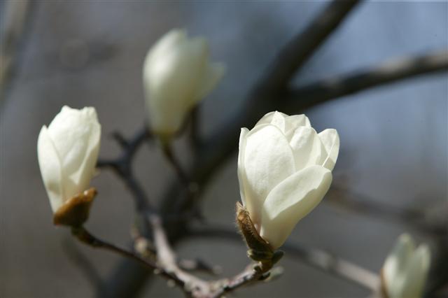 Picture of Magnolia denudata  Yulan Magnolia