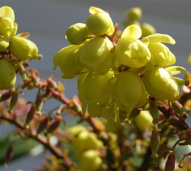 Picture of Mahonia bealei  Leatherleaf Mahonia