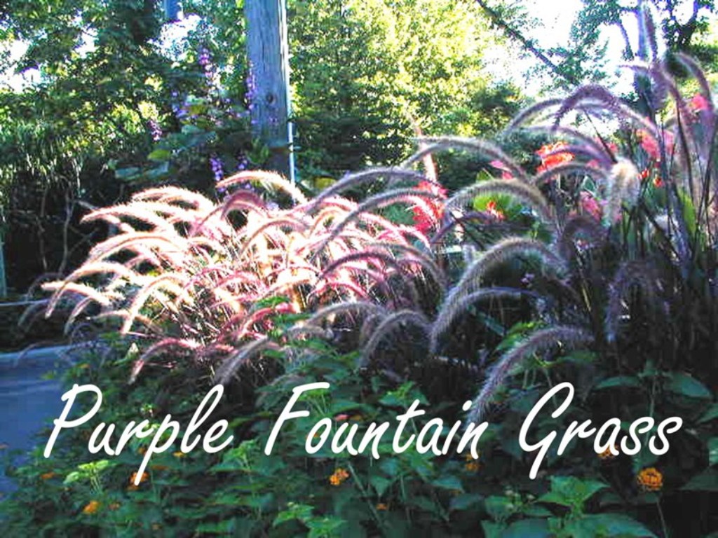 Picture of Pennisetum setaceum 'Rubrum' Graceful Grasses� Purple Fountain Grass