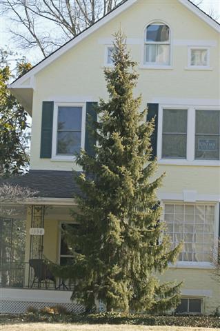 Picture of Picea omorika  Serbian Spruce