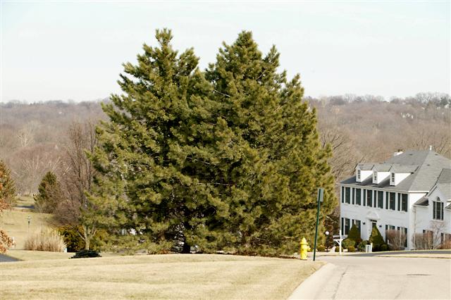 Picture of Pinus nigra  Austrian Pine