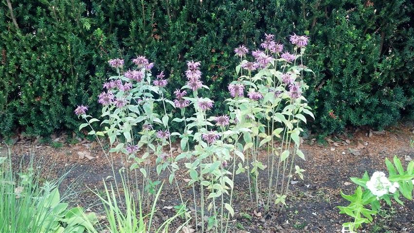 Monarda fistulosa plantplacesimage020130810_160203.jpg