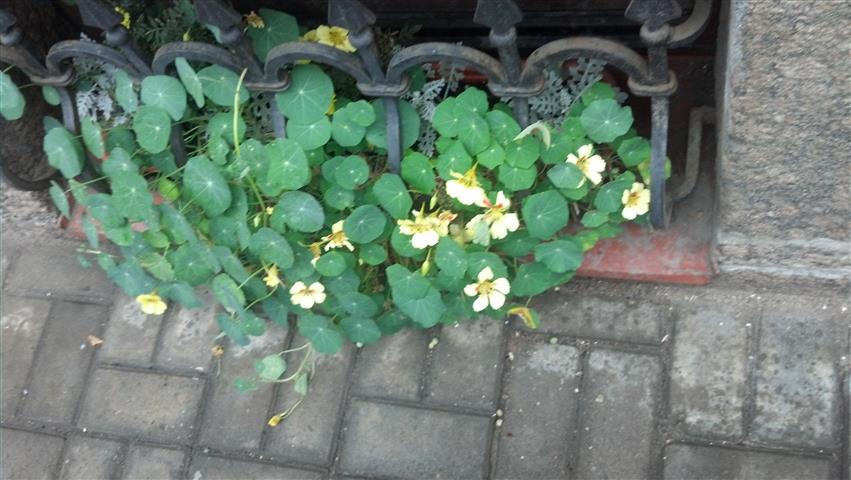 Tropaeolum spp plantplacesimage020130815_140716.jpg