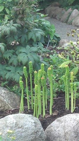 Arum italicum plantplacesimage020130819_174429.jpg