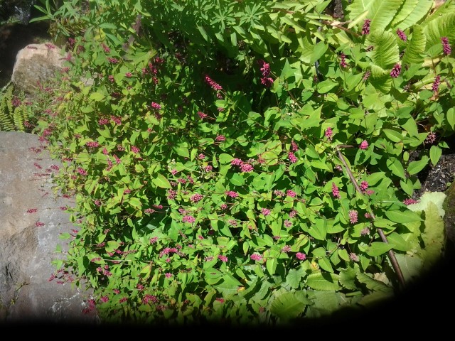Primula beesiana plantplacesimage020130907_091343.jpg