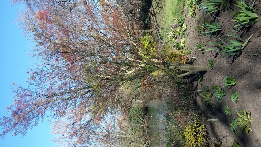 Picture of Acer pantaphyllum